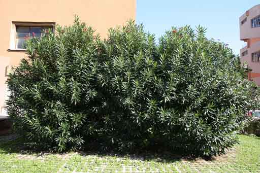 importanza-delle-siepi-nerium-oleander