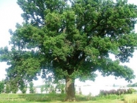 alberi-monumentali-roverella-a-passo-treia