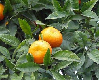 citrus-aurantium