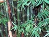 bamboosil