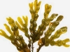 alga bruna