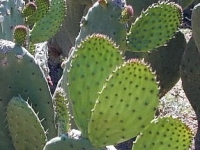 nopal-cactus