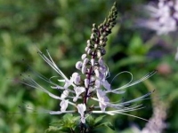 ortosifon