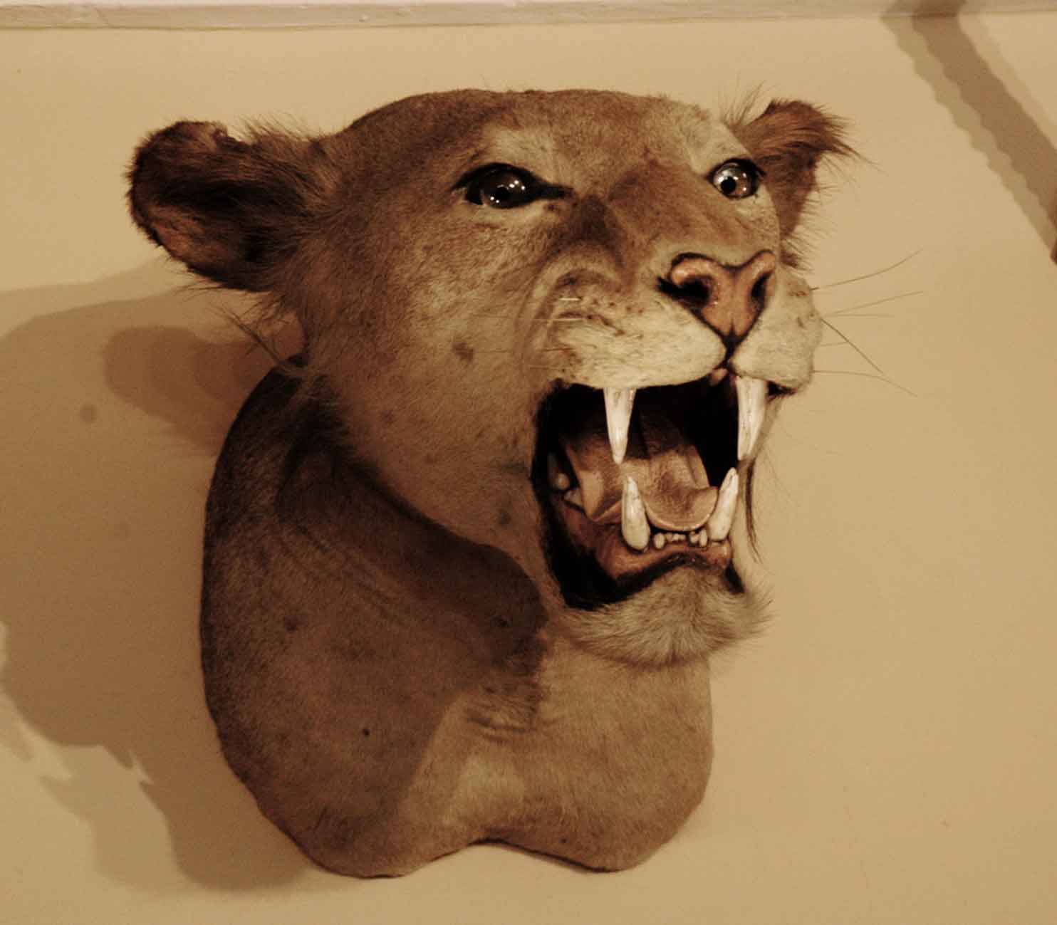 leone-museo-storia-naturale