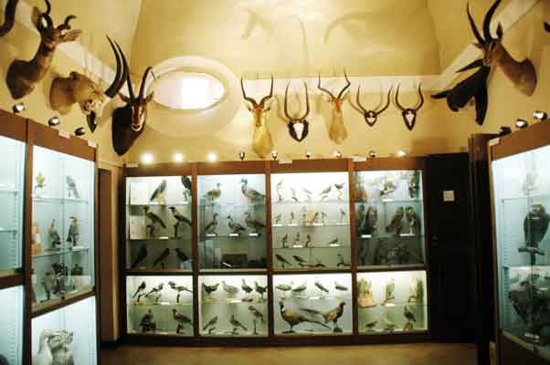 museo storia naturale macerata-collezione-bernocchi
