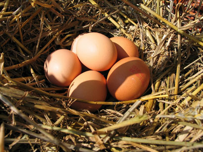 p-4-uova-nel-pollaio